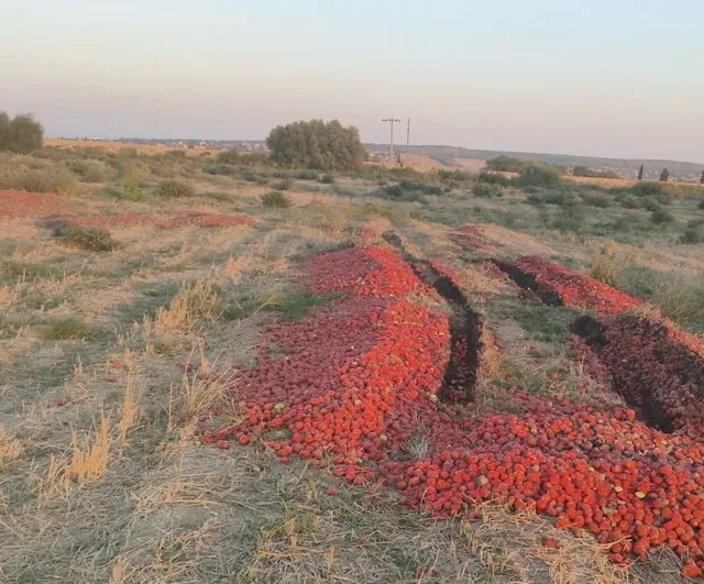 Karacabey'de dökülen domateslerin çürük olduğu belirlendi