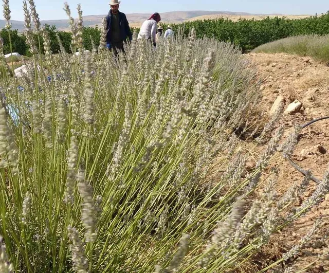 Kavurucu sıcaklarda lavanta tarlasından turizme uzanan umut
