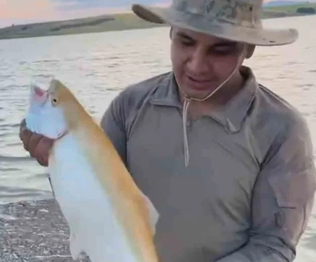 Keban'da sarı albinolu alabalığın nadir görüntüsü ilgi çekti