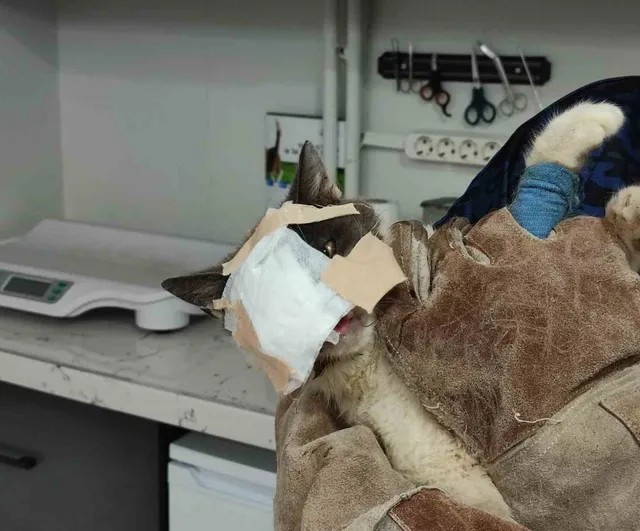 Keşan'da yüz tümörü temizlenen kediye sırtından canlı deri nakledildi