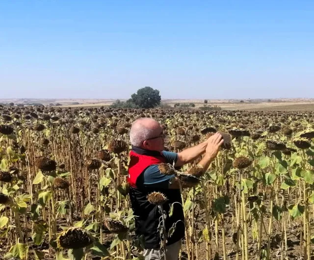 Kırklareli'nde yüzde 75 hibe destekli ayçiçeği ekimleri yerinde denetlendi