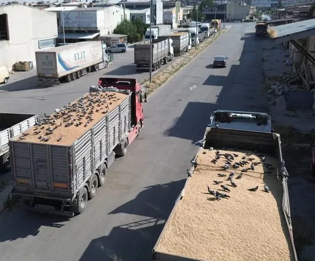 Konya buğday pazarında güvercinlerin günlük bereket ritüeli