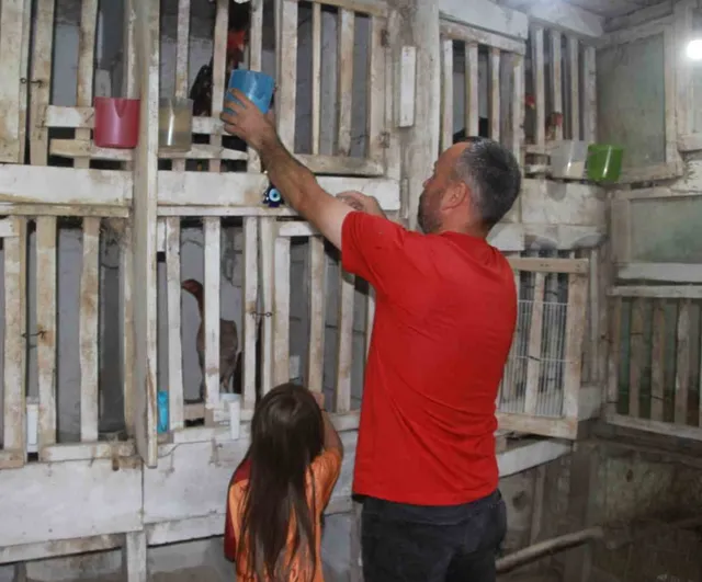 Kuluçkaya yatan horoz 'Sultan Baba' civcivlerine anne gibi bakıyor