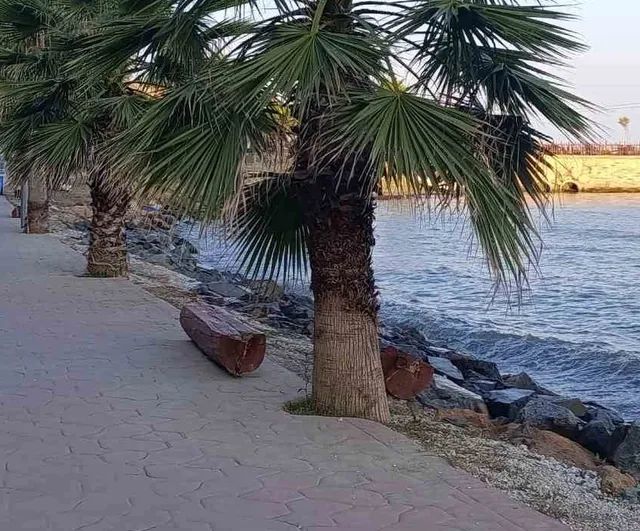 Kuvvetli poyraz sahil ağaçlarını devirdi, vatandaşlara uyarı yapıldı