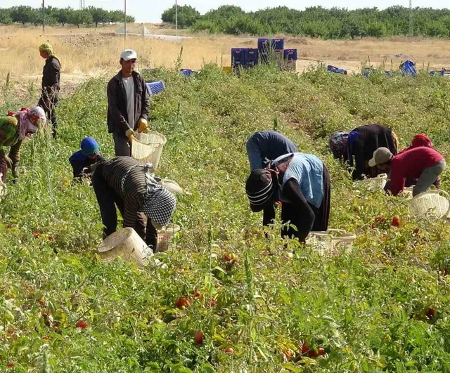 Malatya tarlalarında kurutmalık domatesle yeni gelir kapısı açıldı