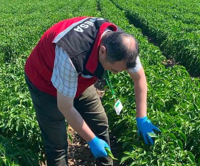 Manisa’da organik ürünlerde pestisit taraması: güvenilirlik için numune alımı
