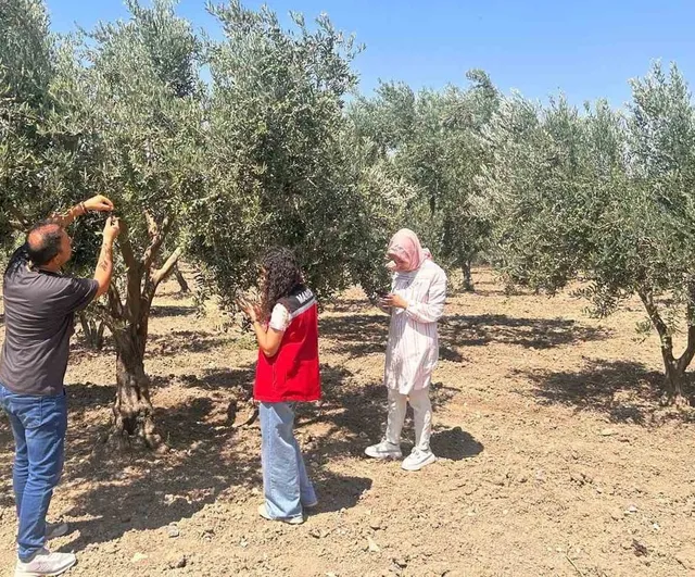 Manisa zeytinliklerinde tuzaklar devrede: popülasyon eşiklerine göre müdahale sağlanacak