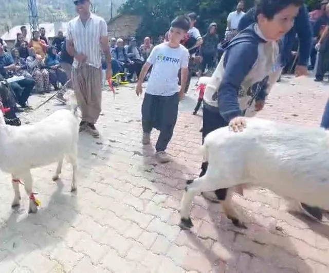 Mut'ta ilk kez düzenlenen keçi güzellik yarışması mahalle hayatına renk kattı