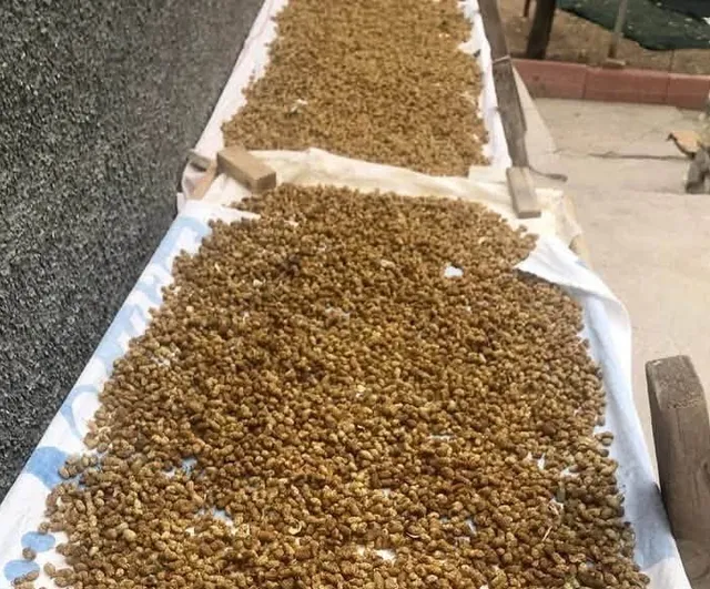 Onar Mahallesi'nde atadan kalan dut pekmezi geleneğini sürdüren 85 yaşındaki çift