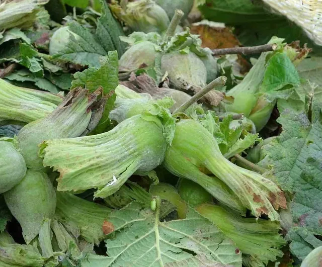 Ordu'da fındık hasadı sahil kesiminde törenle başladı