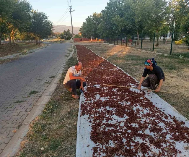 Sarıgöl'de güneş bereketi: 6 günde kuruyan üzümler çuvallandı