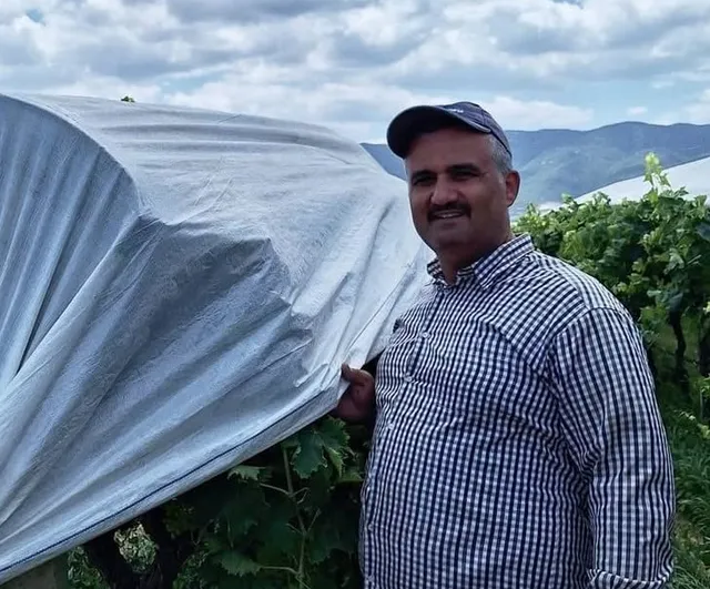 Sarıgöl ovası örtülerle beyaza büründü, bağlar gelinlik görüntüsü aldı