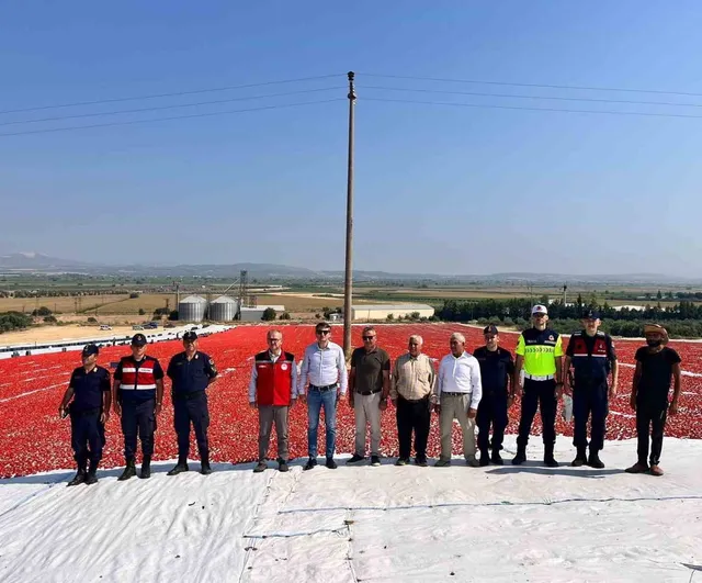 Saruhanlı'dan 1.500 ton kurutmalık domatesle ekonomik katkı sağlanıyor