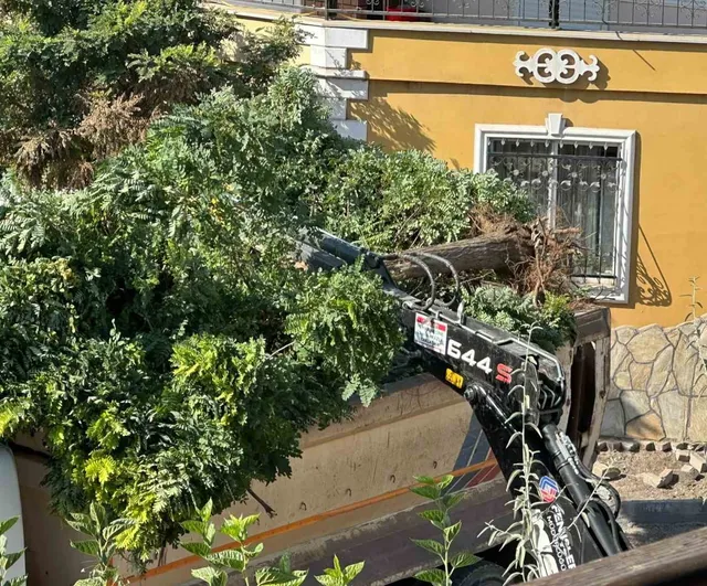 Sındırgı'da yol çalışması sırasında akasya ağaçlarının sökülmesi tartışma yarattı