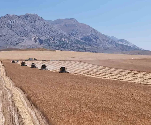 Ulaş'tan Türkiye'ye tohum: tritikale hasadı 14 bin 796 dekarda başladı