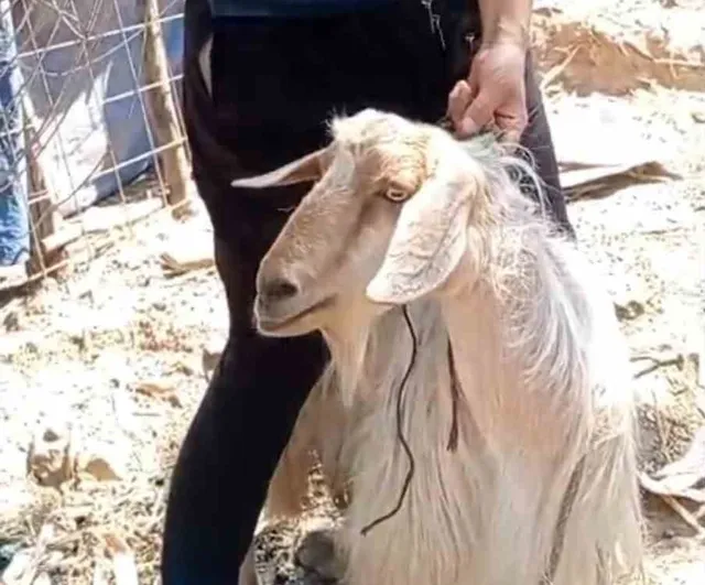 Uludağ'dan kaçan keçi mutfakta görüntülendi, 4 gün sonra sahibine kavuştu