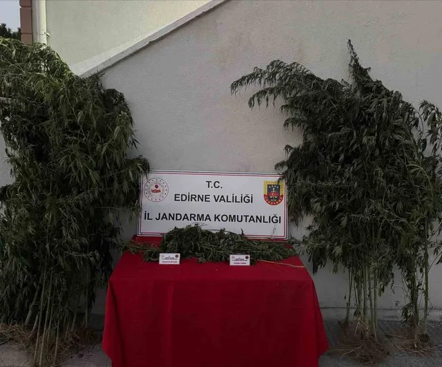 Uyuşturucu operasyonu: Sığırcılı köyünde kenevir sularken suçüstü yakalandı