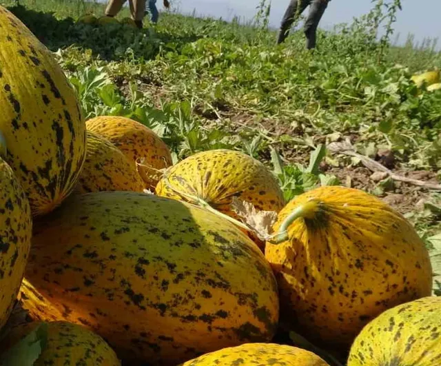 Yazıhan'ın verimli tarlalarında kavun hasadı üç ay sürecek tempoda sürüyor