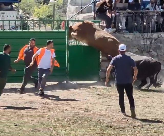 Arena çıkışından atlayan 600 kiloluk boğa görenleri şaşırttı