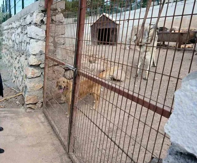 Başkan Taşkın'dan barınak gezisi: 350 hayvana yerinde bakım