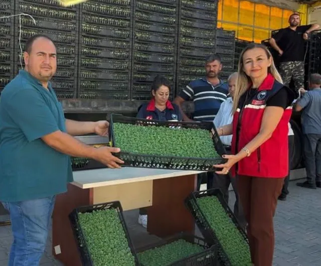 Burhaniye seracılığına büyük destek: 300 bin 300 marul fidesi dağıtıldı