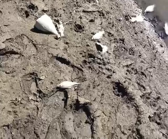 Bursa'da Kocasu'da balık ölümleri çınarcık barajı çevresinde endişe yarattı