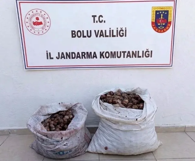 Çobankaya'da 60 kilogram salyangoz toplayan iki kişiye idari işlem uygulandı