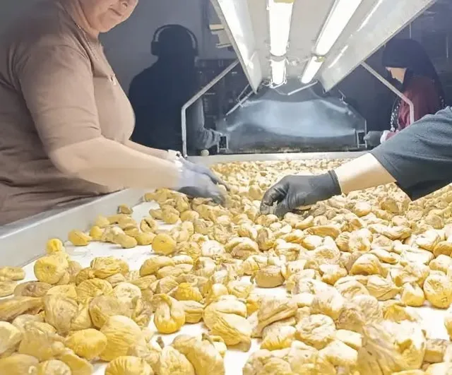 Denetimler sıklaştı: Aydın incirinde kalite ve ihracat güvencesi öne çıktı