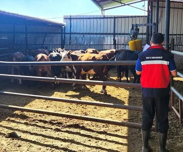 Destek sonrası hayvan teslimleri takip edildi: Afyonkarahisar'da TİGEM işletmelerinde kapsamlı denetim