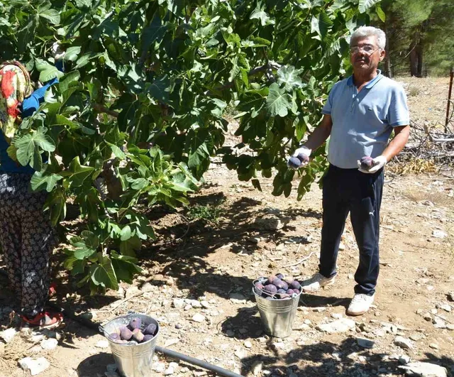 Geciken yağışlar rekolteyi düşürdü: Ürünlü'de Bursa siyahı incirler iri ama az