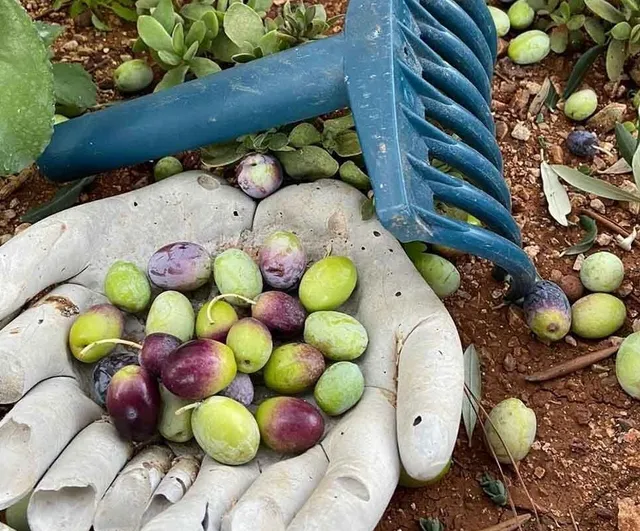 Güney Marmara'da zeytin hasadı başladı, üretici maliyete takıldı