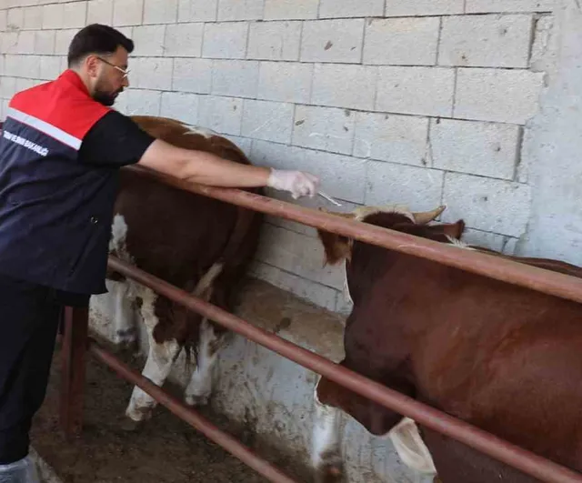 Iğdır'da sürüleri korumaya yönelik kapsamlı aşı ve dezenfeksiyon seferberliği