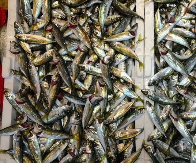 Karadeniz'de hamsi ve istavrit kotalarına dikkat