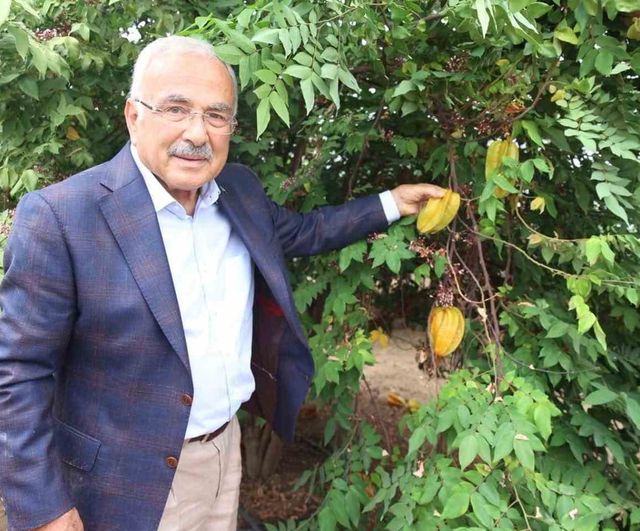 Karadeniz'de tropik atılım: Ordu seralarında 20 çeşit meyve denemesi