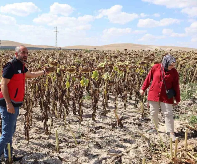 Karapınar'da tarlada hummalı çalışma: çerezlik ayçiçeği ve patates hasadı sürüyor