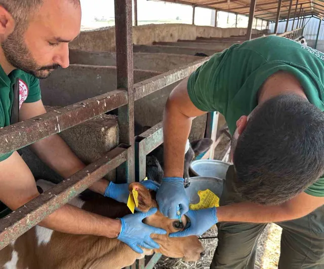 Kırsalda aşı ekipleri göreve başladı: Kahramanmaraş’ta sonbahar şap kampanyası