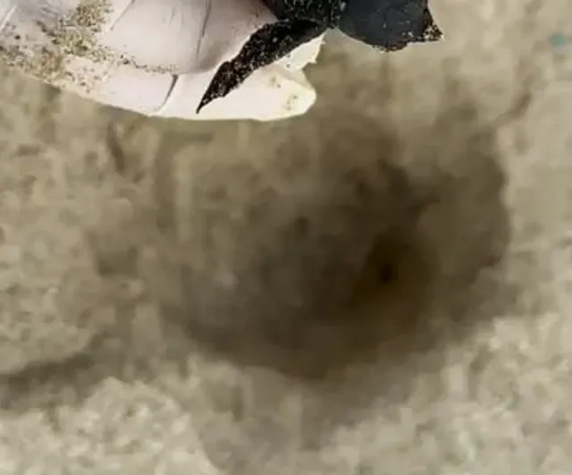 Kuşadası'nda koruma dışı yuva sürprizi: 59 caretta caretta denize ulaştı