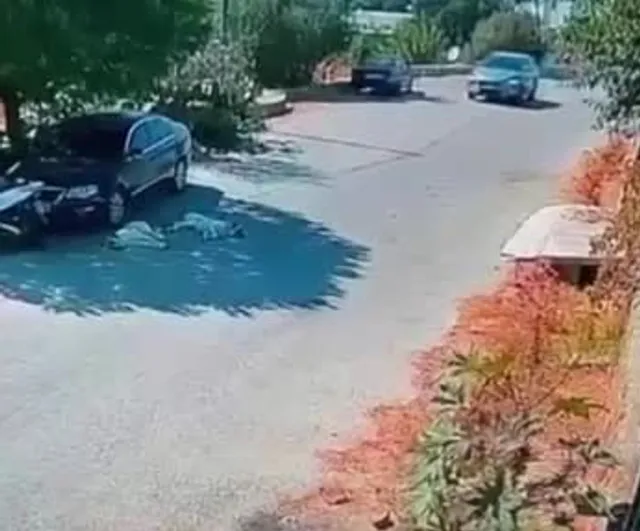 Mahalleli kamerada gördü: Bodrum'da iki köpeğin üzerinden geçen araç aranıyor