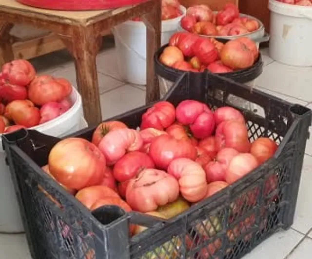 Mahman'da ata tohumu domatesleri doğal yöntemle 1,2 kilograma ulaşıyor
