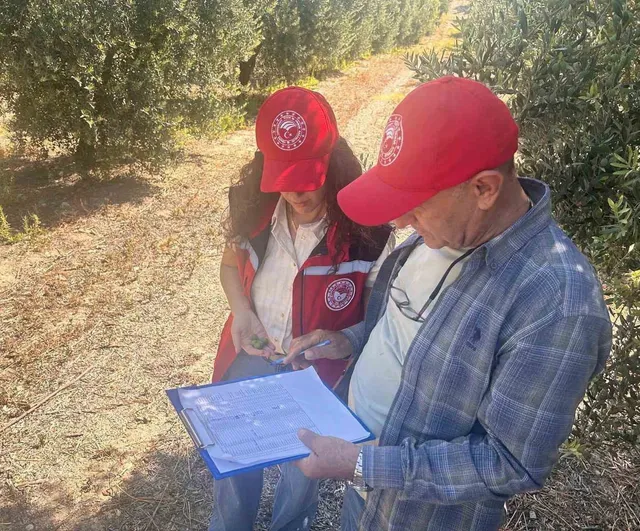 Manisa'da zeytin ve zeytinyağı rekoltesi tarlada belirleniyor
