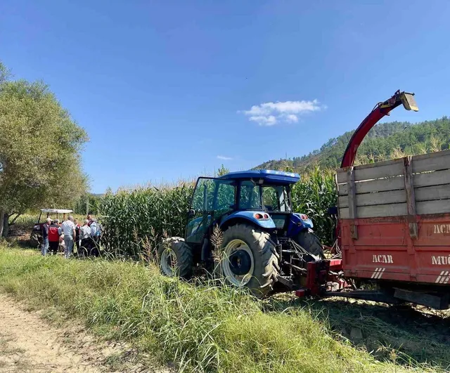 Menteşe üreticilerine silaj yapımıyla verim artışı hedefi