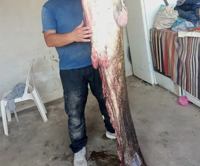 Meriç'in dev misafiri ağlara takıldı: 2 metre 45 santimetrelik yayın balığı