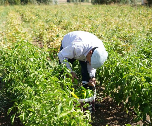 Muş'un Mercimekkale köyünden tarladan sofralara: üretici kurutulmuş sebzeyi Fransa ve Almanya'ya gönderiyor
