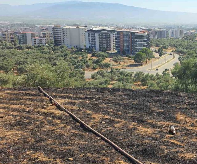 Nazilli Pınarbaşı'nda çıkan yangın iki dönüm zeytinliği etkiledi