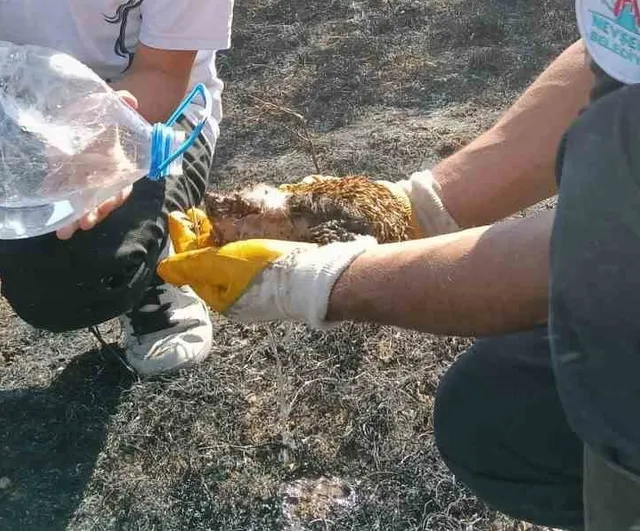 Nevşehir'de yangında ağır yaralanan kirpi itfaiye ve vatandaşların müdahalesiyle hayata döndü