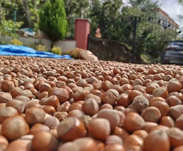 Ordu yaylalarında hasat sonrası fındıklar güneşte kurumaya bırakılıyor