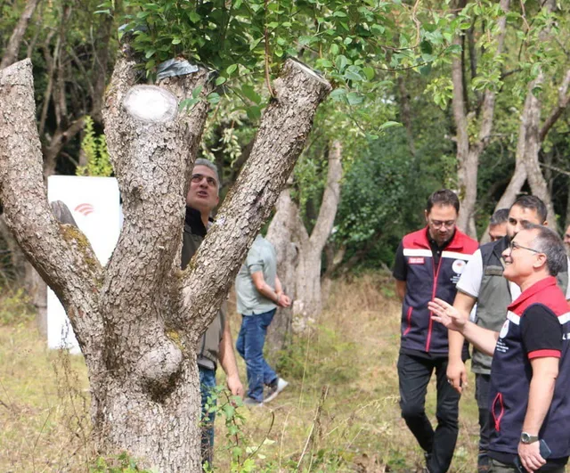 Orman meyveleriyle kırsal ekonomiye kadın eli