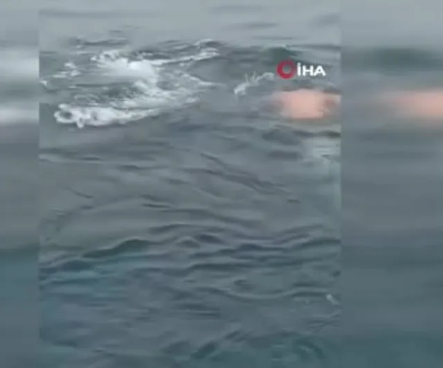 Perulu balıkçının cesur müdahalesi: ağa takılan balina kurtarıldı