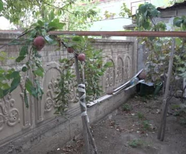 Posof'un içi kırmızı elması Sorgun'da meyve verdi