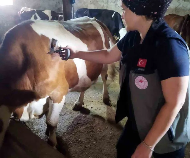 Şap tehdidine karşı il genelinde aşılama ve biyogüvenlik seferberliği